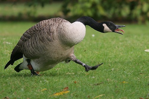 Matchday+office+goose.jpg