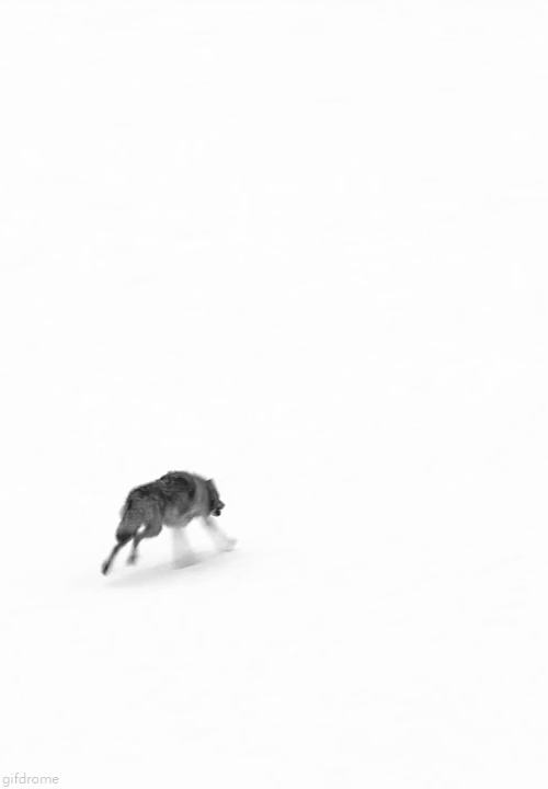 tumblr_oja185WVWp1qeo6jvo1_500.gif