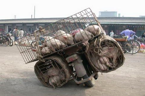 innovative_transport_07.jpg