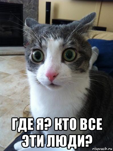 vnezapnyy-kot_96029949_orig_.jpg